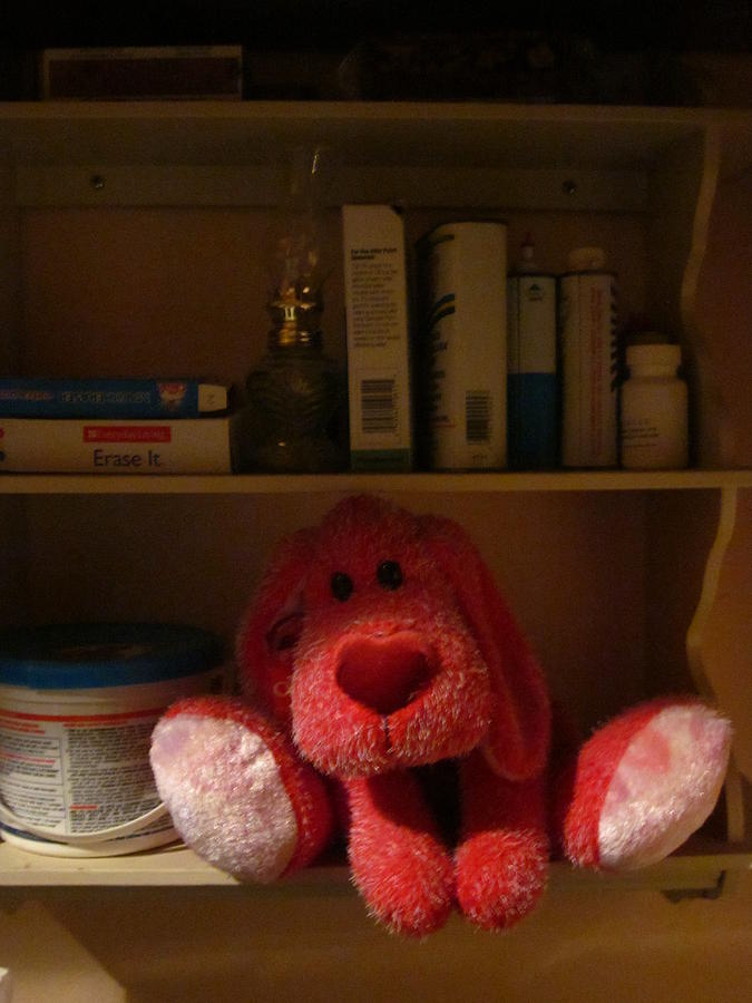 Dog Photograph - Red Dog Kept On A Shelf by Guy Ricketts