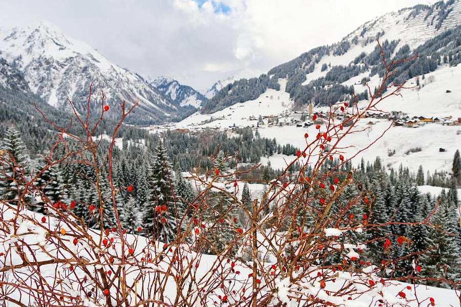 Red dogrose in the Alps near Mittelberg Kleinwalsertal Austria Photograph by Matthias Hauser