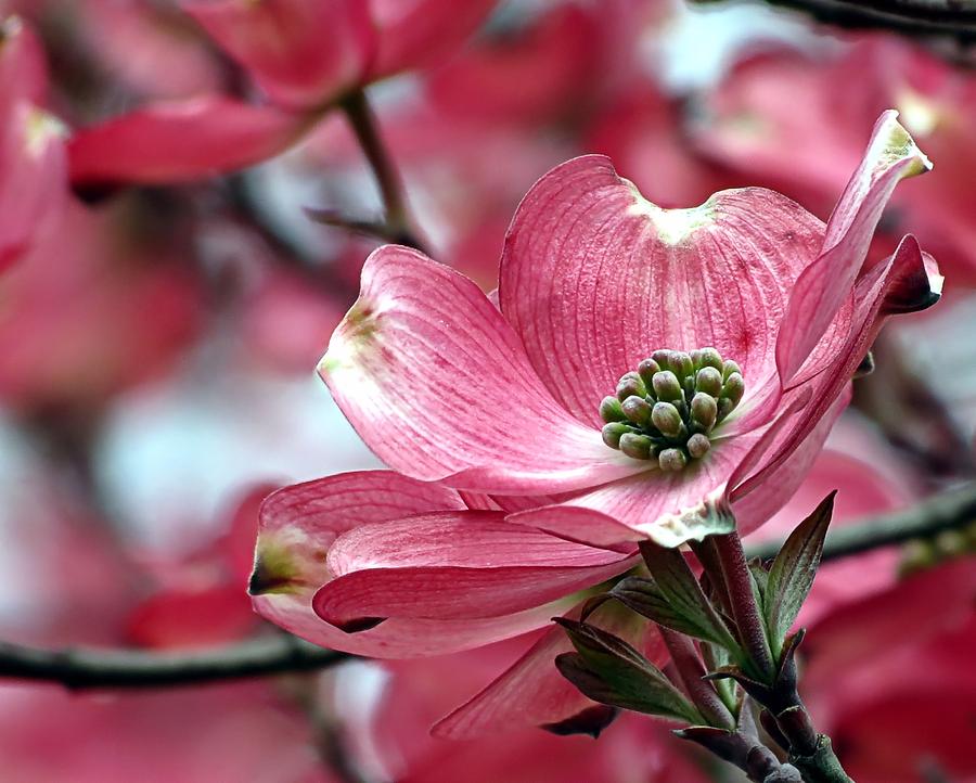 Red Dogwood Photograph by Janice Drew