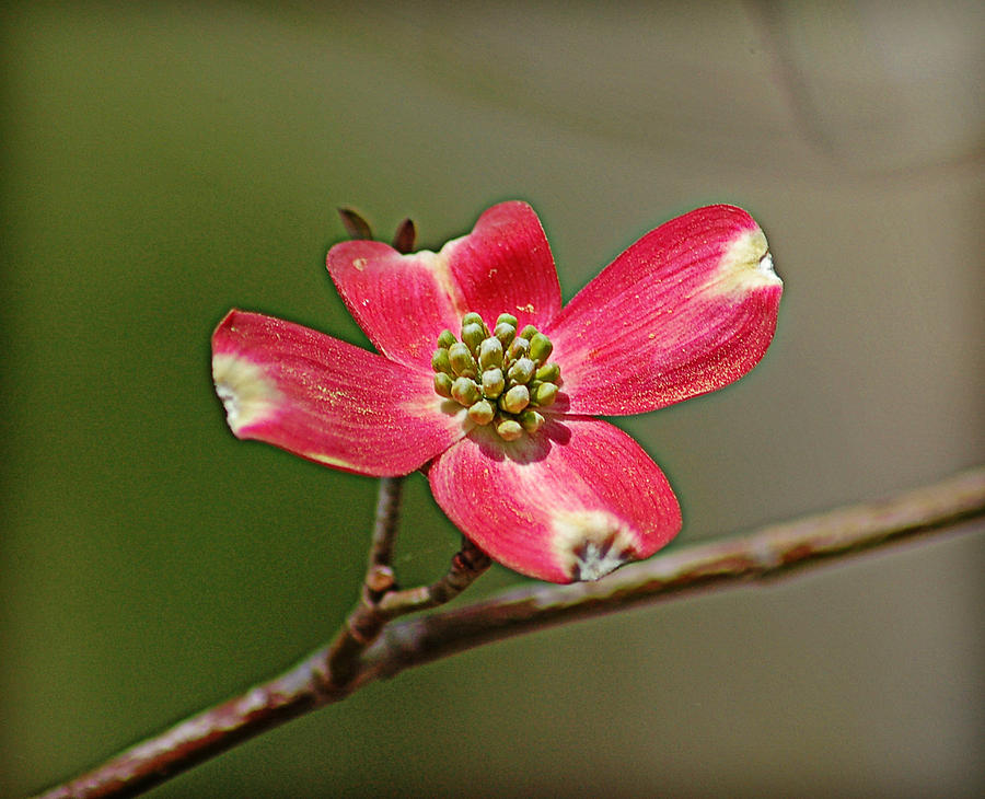 Red Dogwood Photograph by Linda Brown