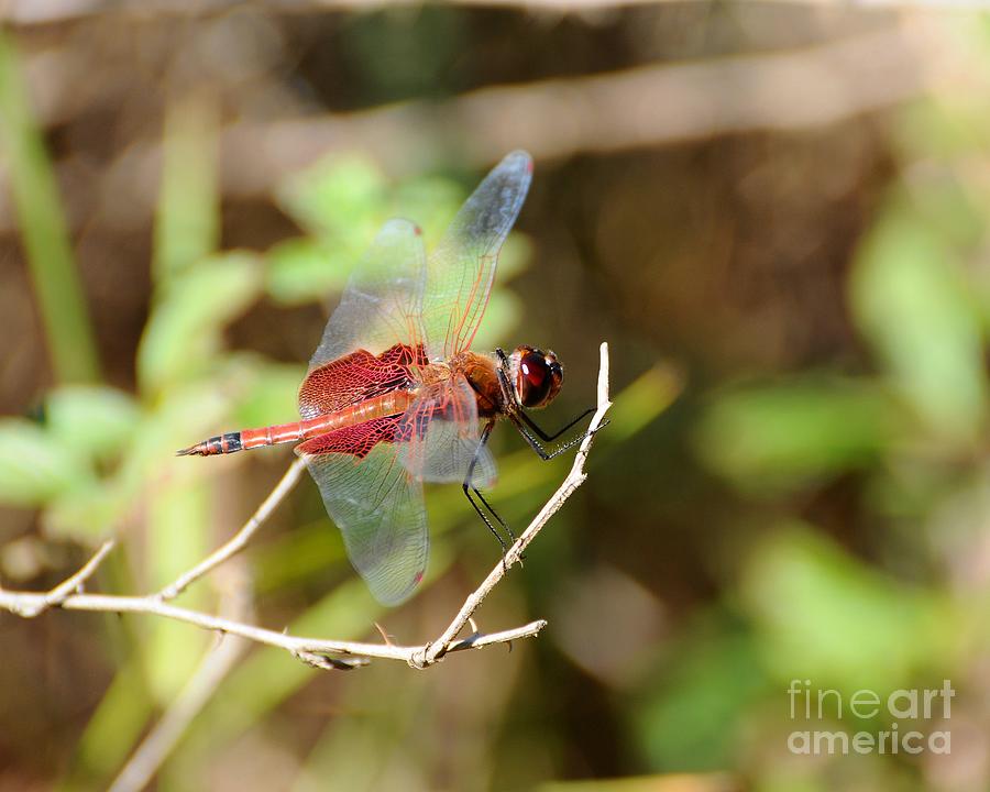 Dragonfly Photograph - Red Dragon by Al Powell Photography USA