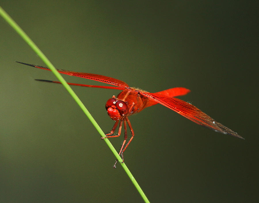 Red Dragon At Rest Photograph by Robert Woodward