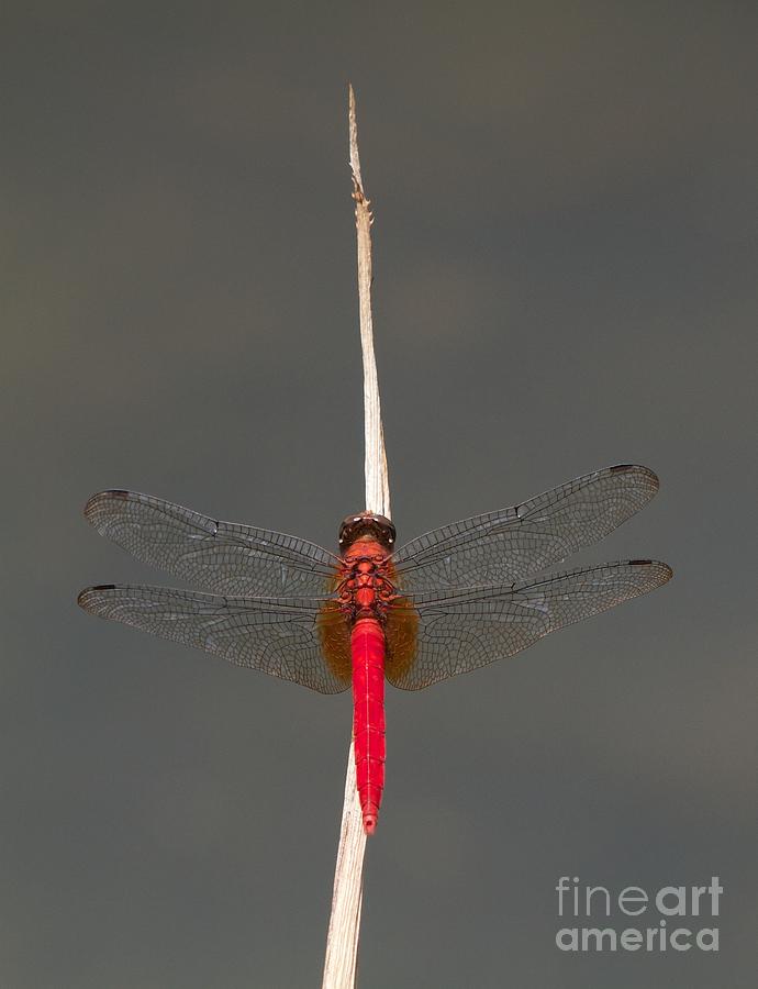 Unique Photograph - Red dragon  by Gary Bridger