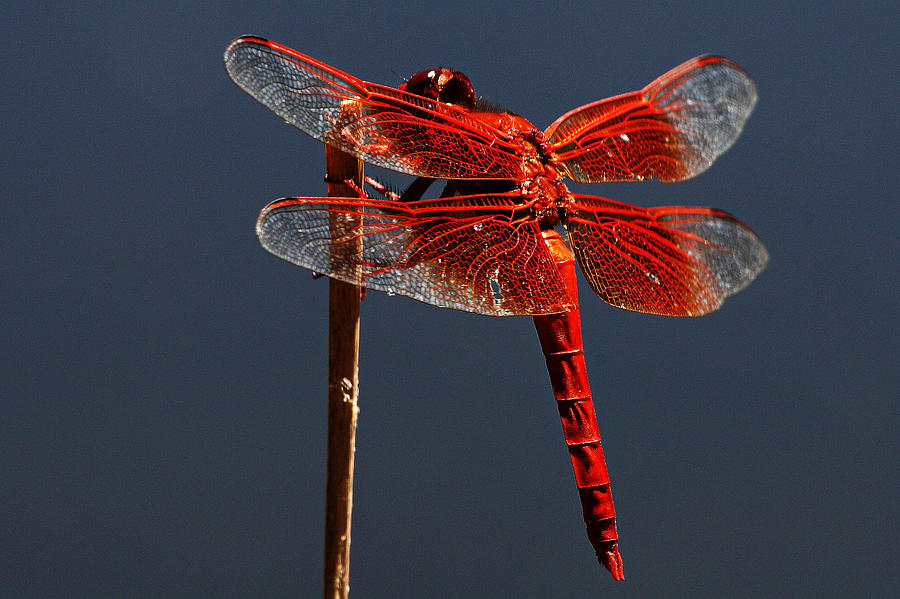 Red Dragon Photograph by Robert Woodward