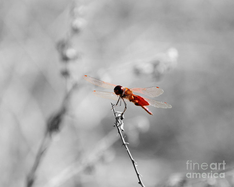 Red Dragon - Selective Color Photograph by Al Powell Photography USA
