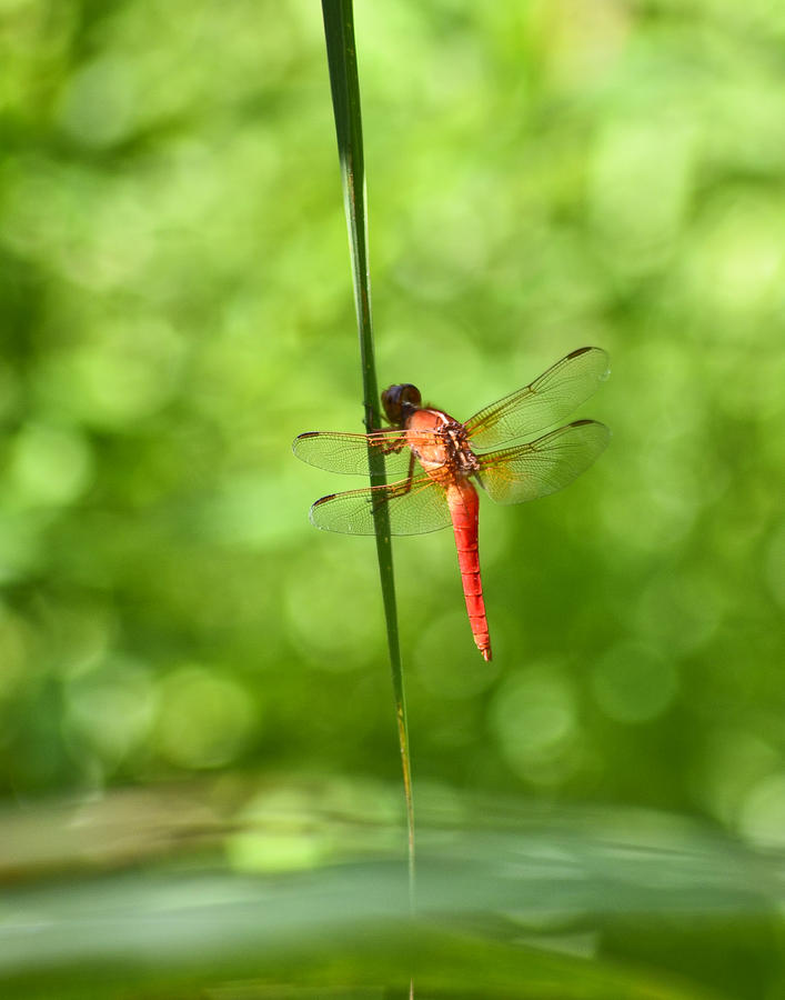 Austin Photograph - Red Dragonfly 2 by Allen Sheffield