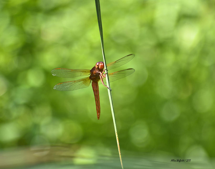 Insects Photograph - Red Dragonfly by Allen Sheffield