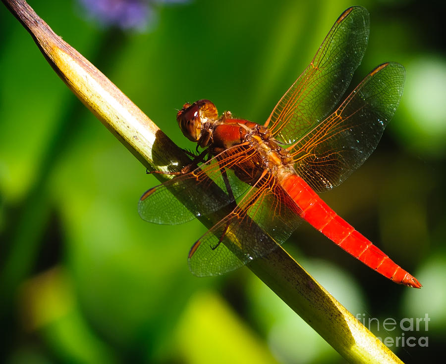 Animal Photograph - Red Dragonfly by Charles Dobbs