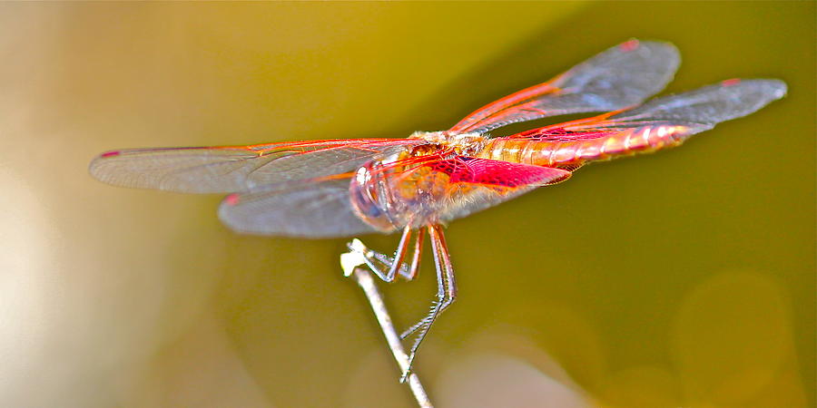 Red Dragonfly Photograph by Cyril Maza