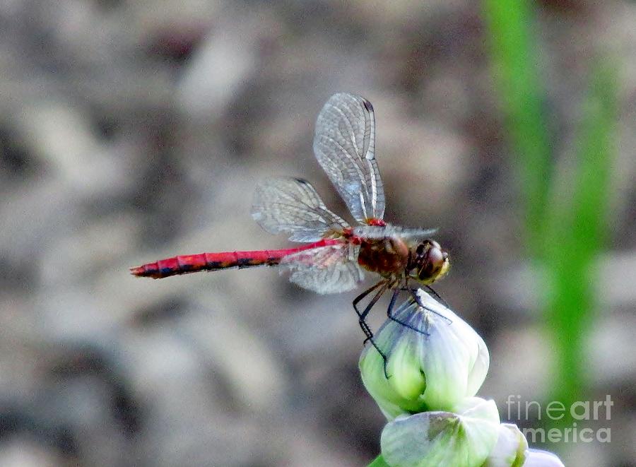 Dragonfly Photograph - Red Dragonfly by Don Baker