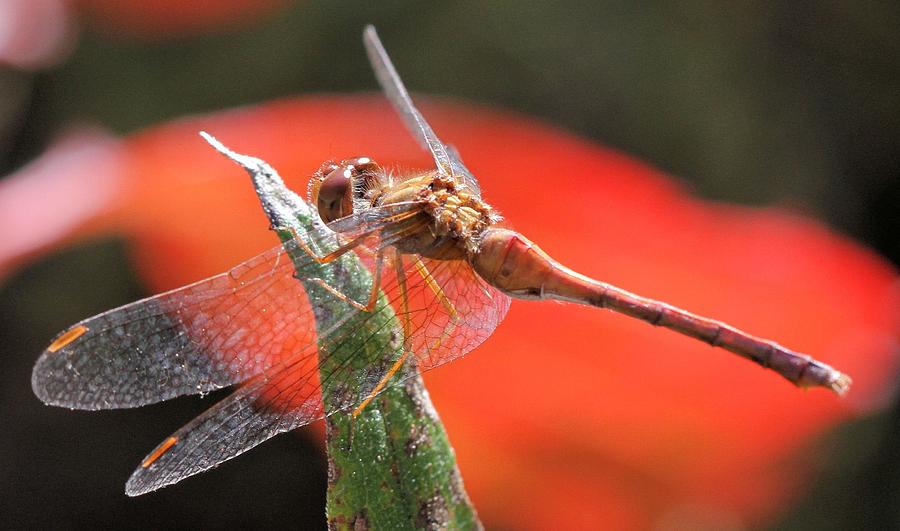 Red Dragonfly Photograph by Doris Potter