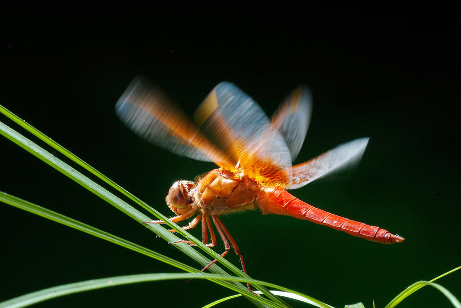 Red Dragonfly Photograph by Dung Ma
