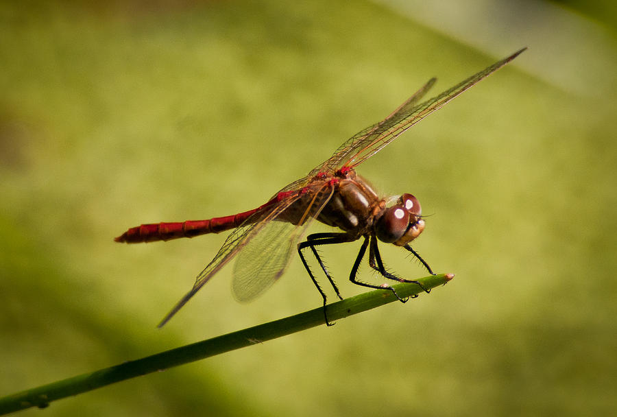 Red Dragonfly Photograph by Janis Knight