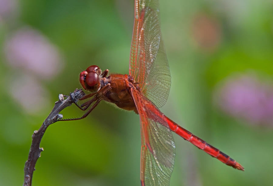 Red Dragonfly Photograph by John Black