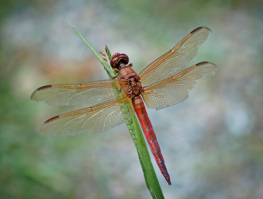 Red Dragonfly Photograph by Linda Brown