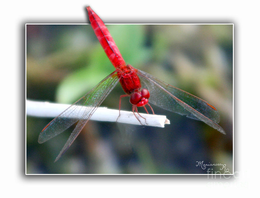 Red Dragonfly Photograph by Mariarosa Rockefeller
