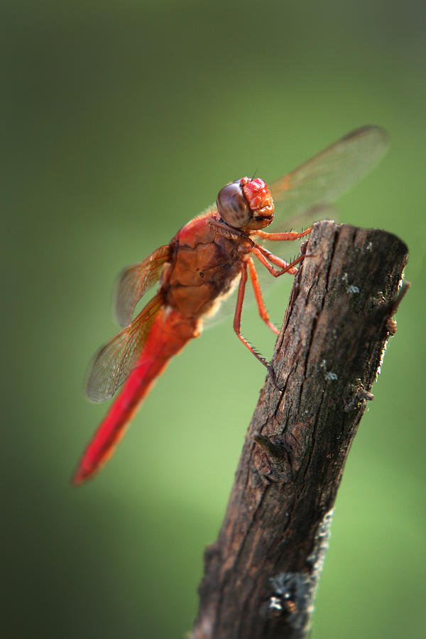 Red Dragonfly Photograph by Mark Langford