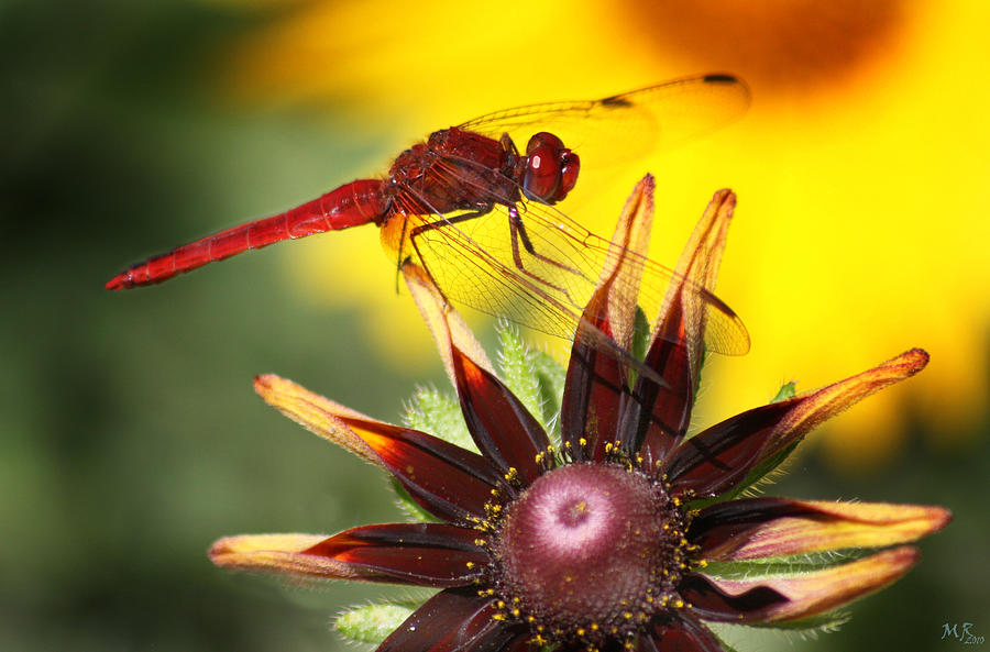 Nature Photograph - Red Dragonfly by Martina  Rathgens