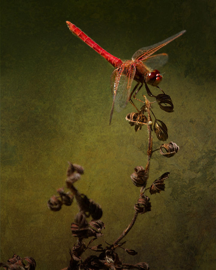 Red Dragonfly on a Dead Plant Photograph by Belinda Greb