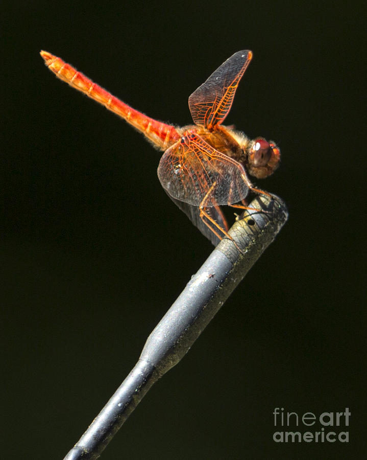 Red Dragonfly on an Antenna Photograph by Belinda Greb