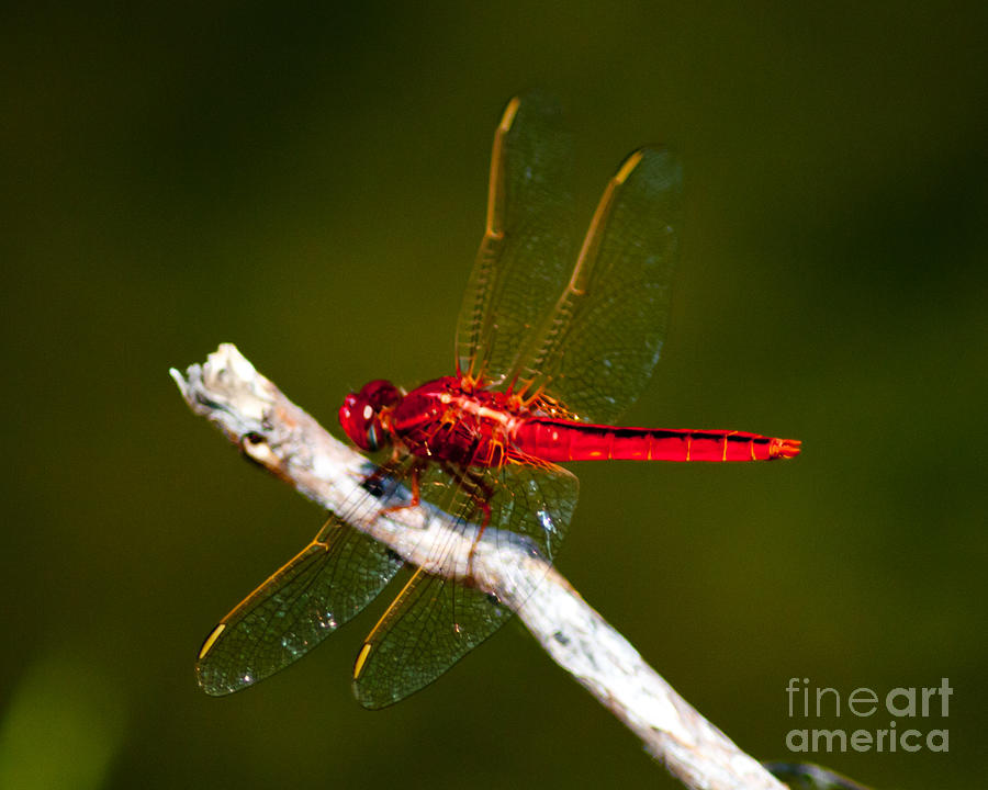 Red Dragonfly #2 Photograph by Stephen Whalen