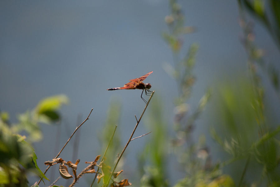 Red Dragonfly Photograph by Susan Jensen