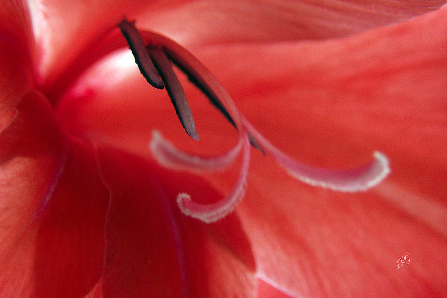 Abstract Photograph - Red Dream - Gladiolus by Ben and Raisa Gertsberg