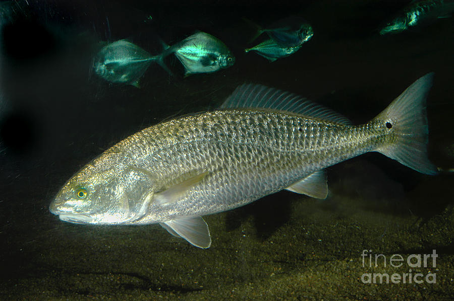 Red Drum Photograph by Gregory G. Dimijian