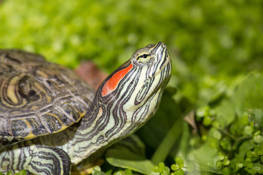 Red eared slider - Trachemys scripta elegans Photograph by Brch Photography