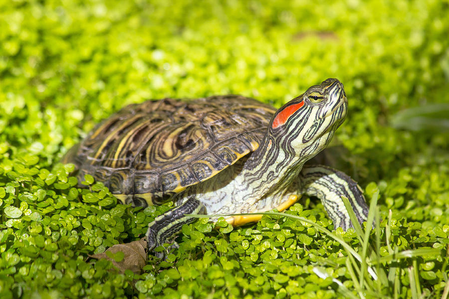 Red eared slider - Trachemys scripta elegans turtle  Photograph by Brch Photography