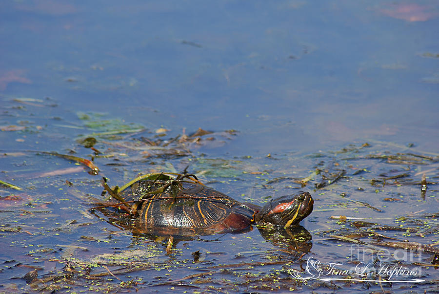 Red-eared Slider 20120419_205a Photograph by Tina Hopkins