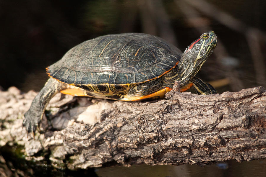 Red-eared Slider Turtle Photograph by Craig K. Lorenz