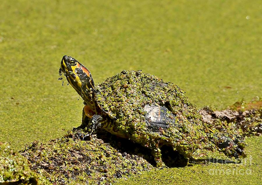 Red Eared Slider Turtle Photograph by Kathy Baccari