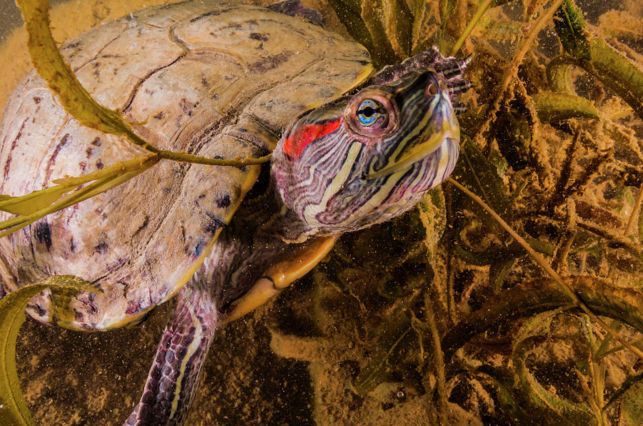 Red-eared Slider Turtle, Lake Murray Photograph by Jennifor Idol