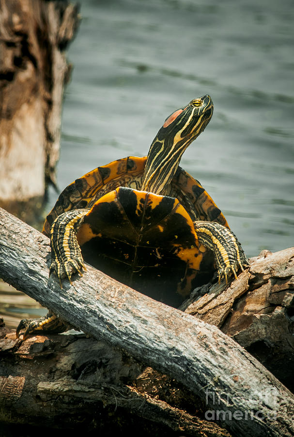 Red Eared Slider Turtle Photograph by Robert Frederick