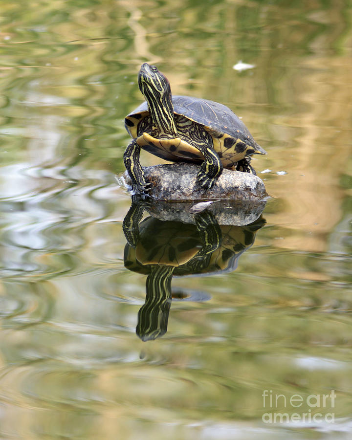 Red-Eared Slider Turtles Mirror Pond Image Photograph by Kenny Bosak