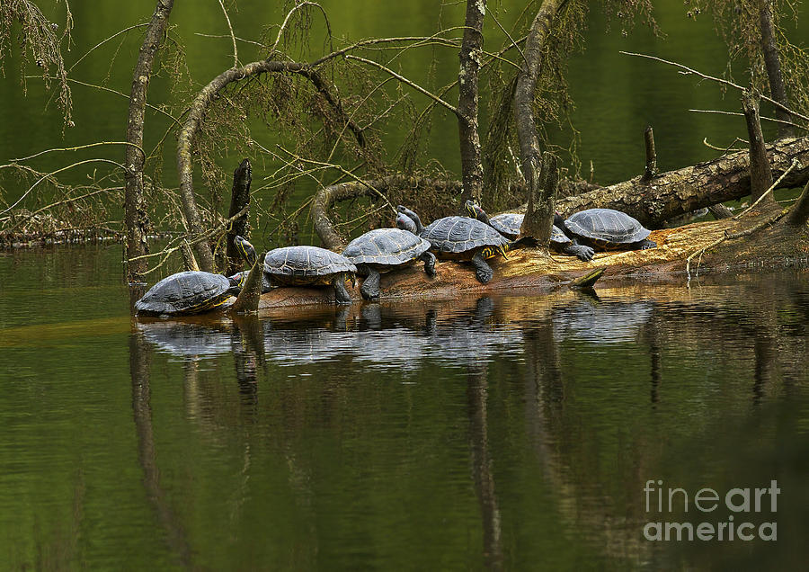 Red-eared Slider Turtles Photograph by Sharon Talson