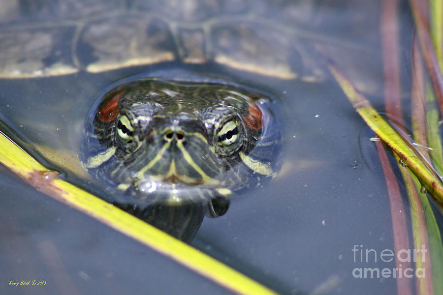 Red-Eared Slider Turtles Face Photograph by Kenny Bosak