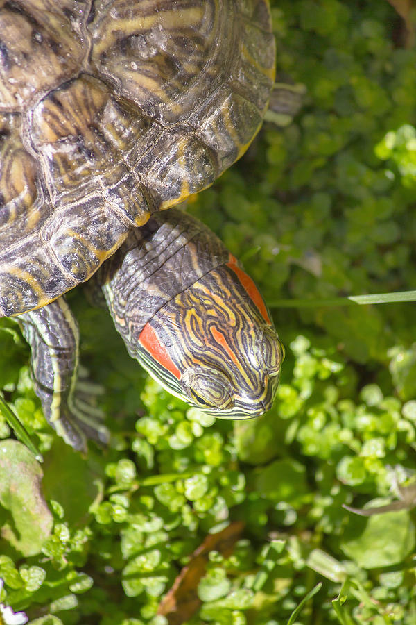 Red eared turtle in nature Photograph by Brch Photography