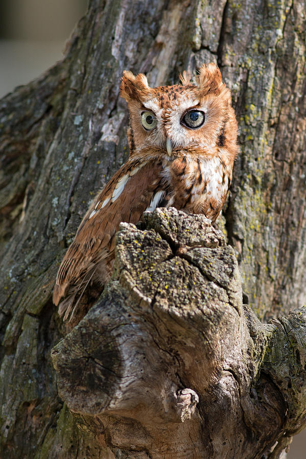 Red Eastern Screech Owl Photograph by Dale Kincaid