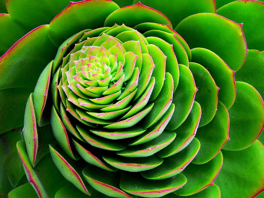 Red Edged Succulent Photograph by Jeff Lowe