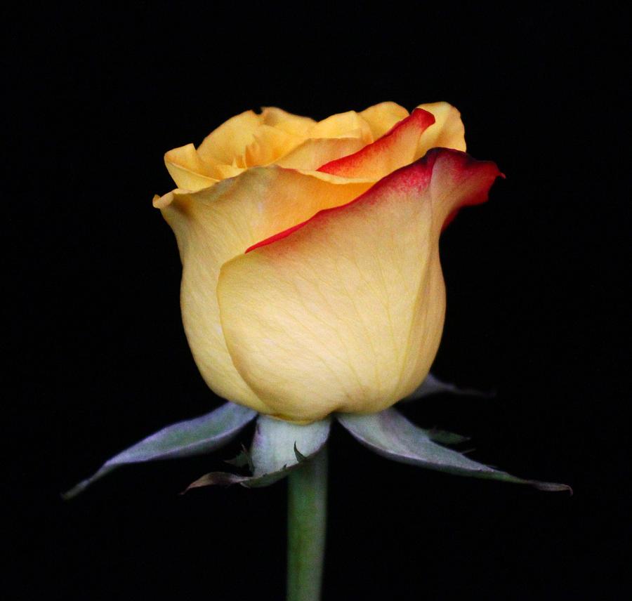 Flower Photograph - Red Edged Yellow Rosebud by Carol Welsh