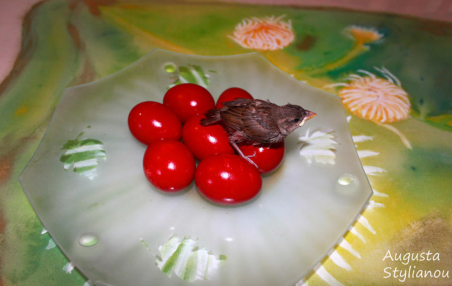 Red Eggs Bird and Flowers Photograph by Augusta Stylianou