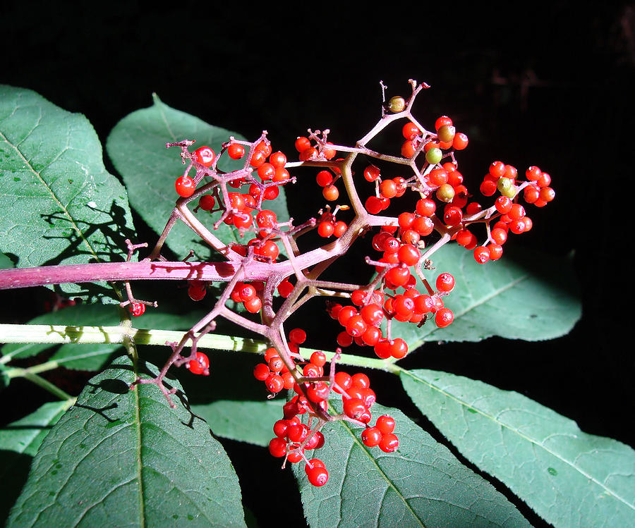 Red Elderberry Photograph by Cheryl Hoyle