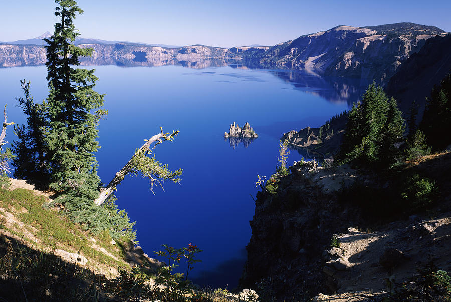 Crater Lake National Park Photograph - Red Elderberry Sambucus Racemosa by Panoramic Images