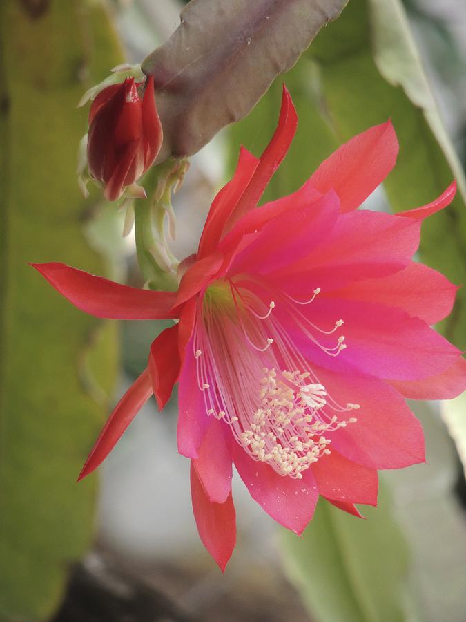 Red Epiphyllum Study Photograph by Denise Clark