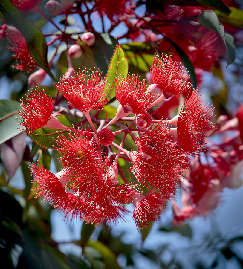 Flower Photograph - Red Eucalyptus Blooms by Her Arts Desire