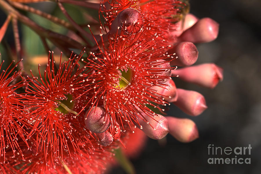 Red Eucalyptus Flowers  Photograph by Joy Watson