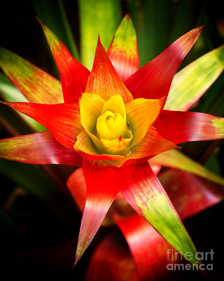Red Exotic Flower 2 Photograph