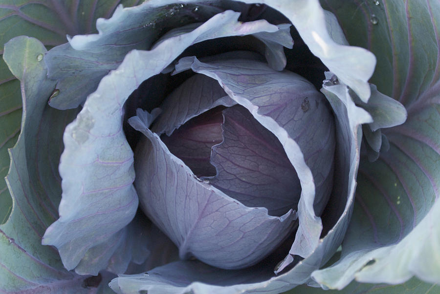 Vegetable Photograph - Red Express Cabbage by Steve Masley